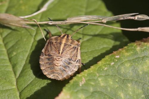Réf. 289 511 : Graphosoma italicum